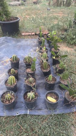 Cactus