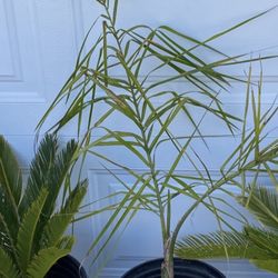 Plant With Pot