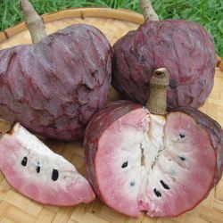 Sarteneja Reticulata Tree, Custard Apple