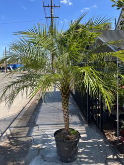 PYGMY PALM TREE 7FT TALL