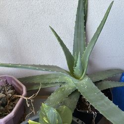 Aloe Vera Plant 