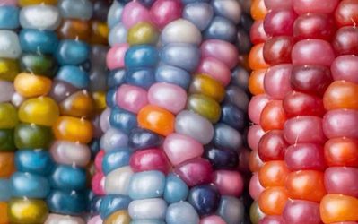 Glass gem popcorn seedlings