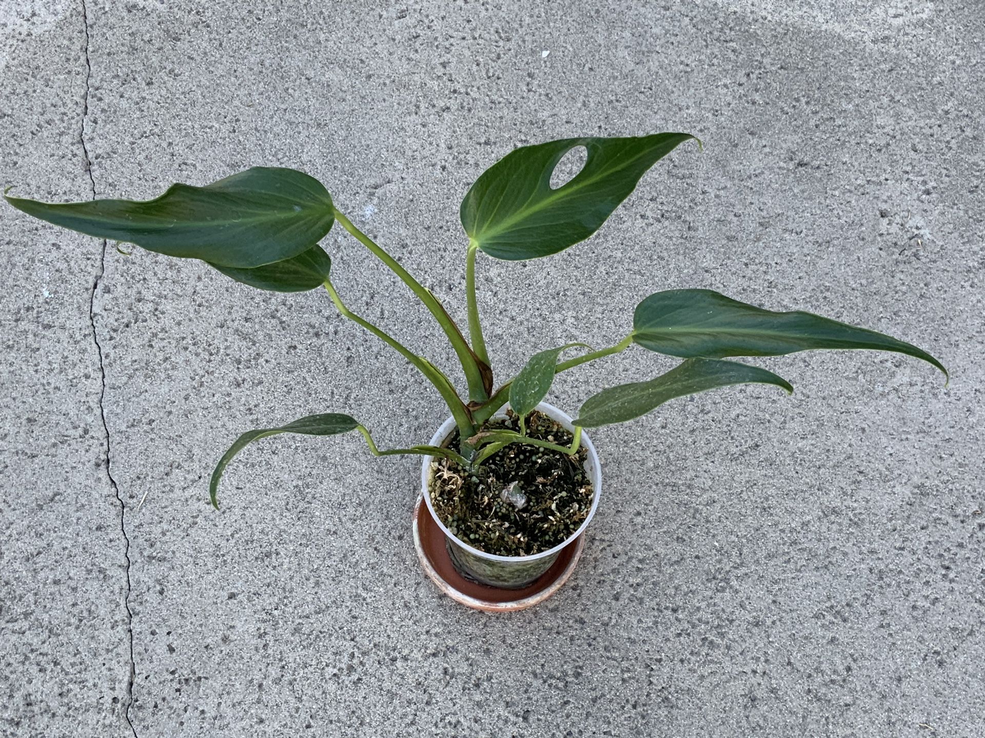 Monstera Burle Marx Flame Rooted