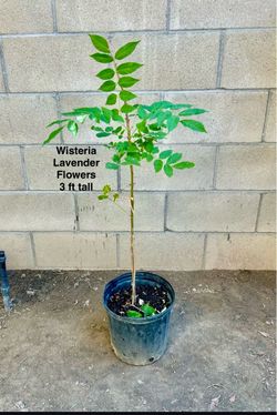 Wisteria Lavender Flower Plant vine Tree