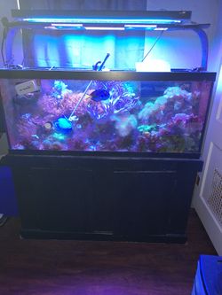 Fish Tank  Saltwater 