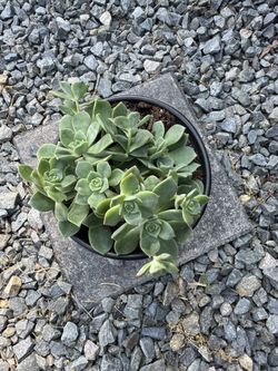 Plant. Succulent, Aeonium Haworthii