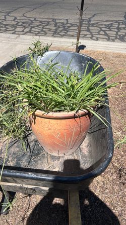 Spider plant
