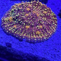 Fake Corals Decoration 