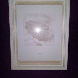 Picture Of A Shell