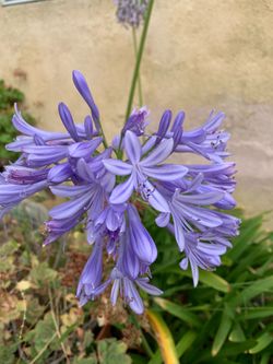 Blooming Clivias