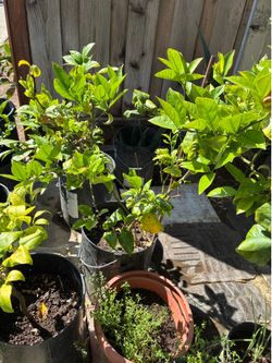 Potted Meyer Lemon Tree (3 year-old) $38 each