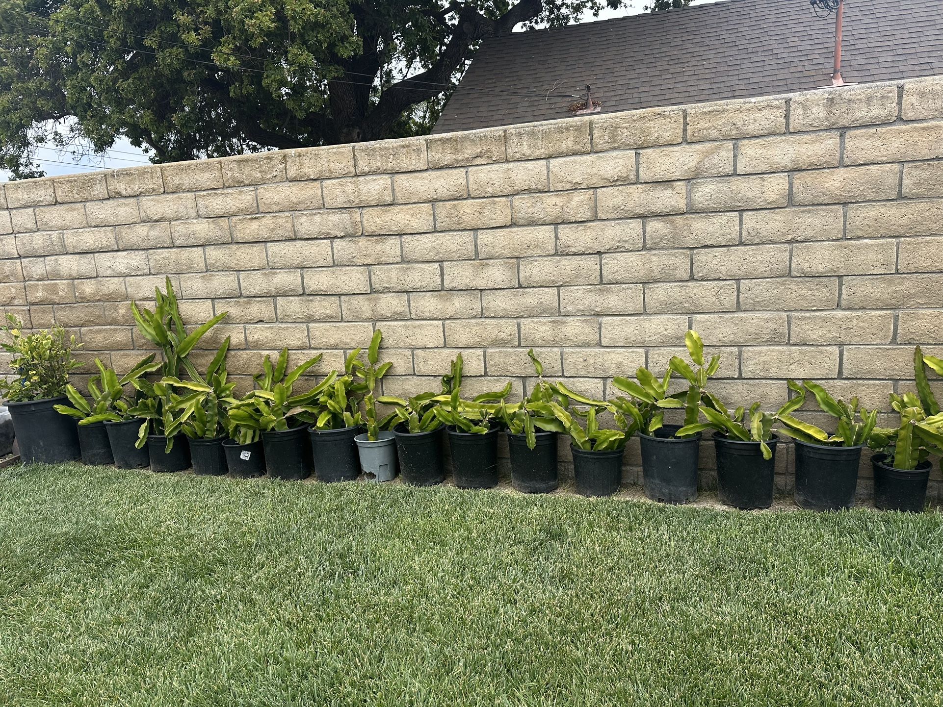 Dragon Fruits 