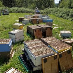 Carnica Honey Bees/Brood For Sale