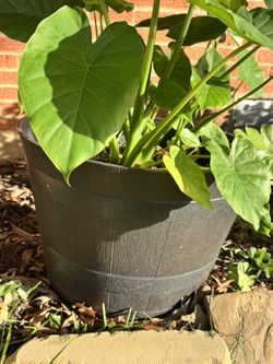Giant Elephant Ear Plant