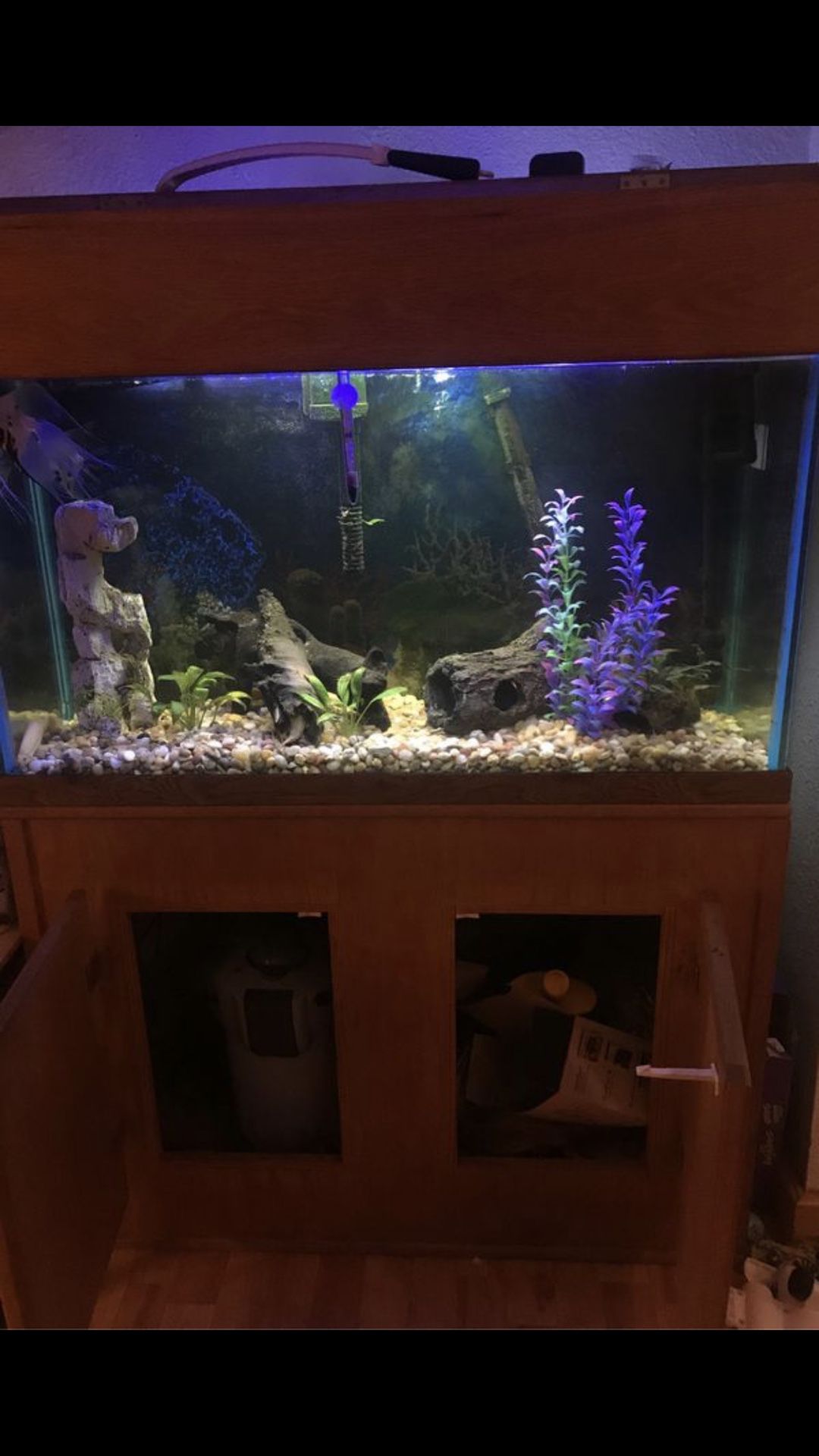 40 gallon Fish tank