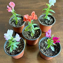 Snapdragon Floral Showers Mixed - Set of 5 in 4" Pots