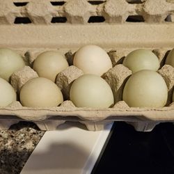 Duck Eggs 