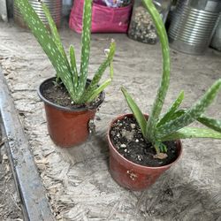 Planta