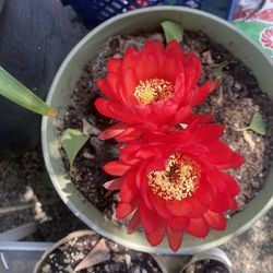 Red Flower Cactus 