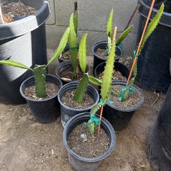 Dragon Fruit Plants in One Gallon $25 Each