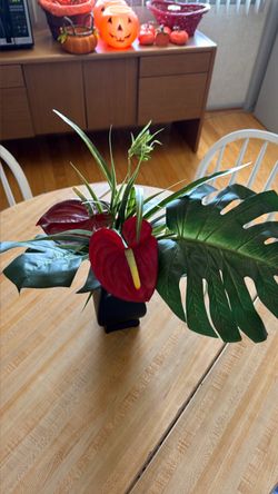 Fresh Anthurium Floral Arrangement
