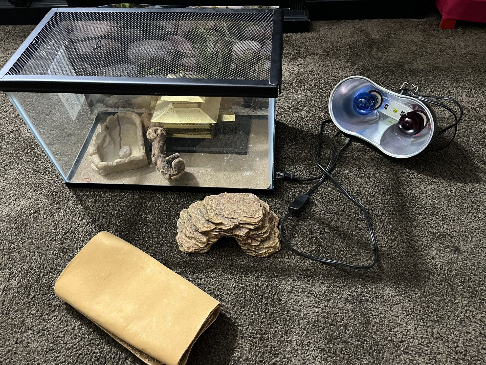 Bearded Dragon Kit