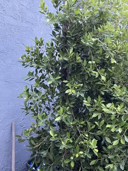 Indian Laurel Trees 