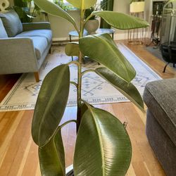Rubber Plant 