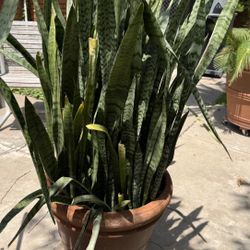 Snake Plant w/ Ceramic Pot