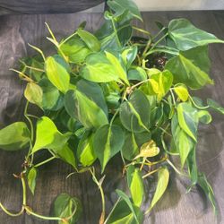 Philodendron Brazil