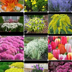 Perennial plants available for sale. From$4-$8 Each pot