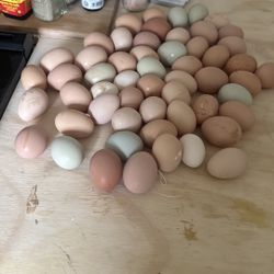 Fresh Eggs
