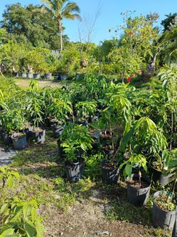 Fruit trees starting from $35 on sale now!!!