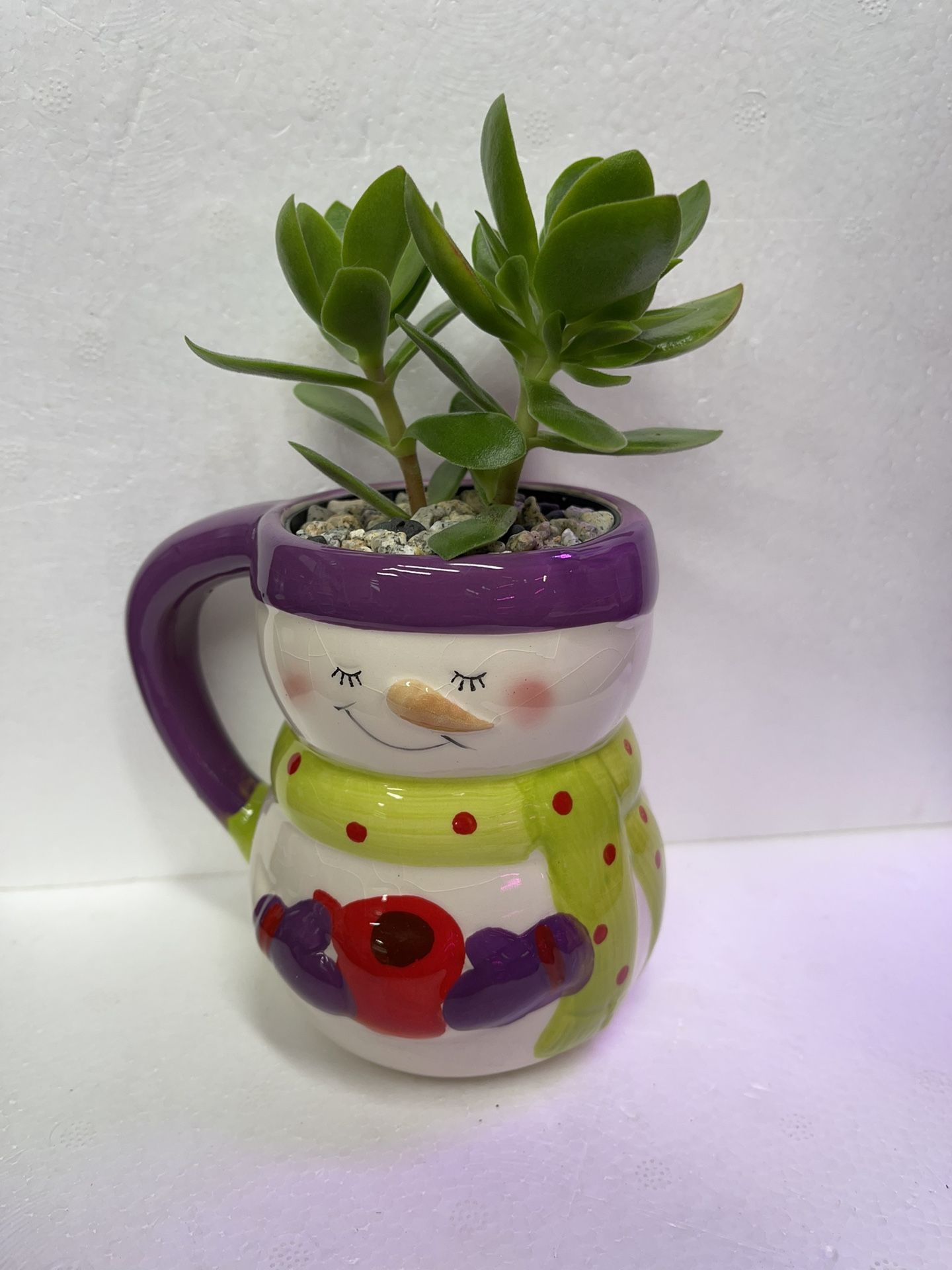 🎁🎄Succulent Cute House Plant In Cute Cup 4.5"H.