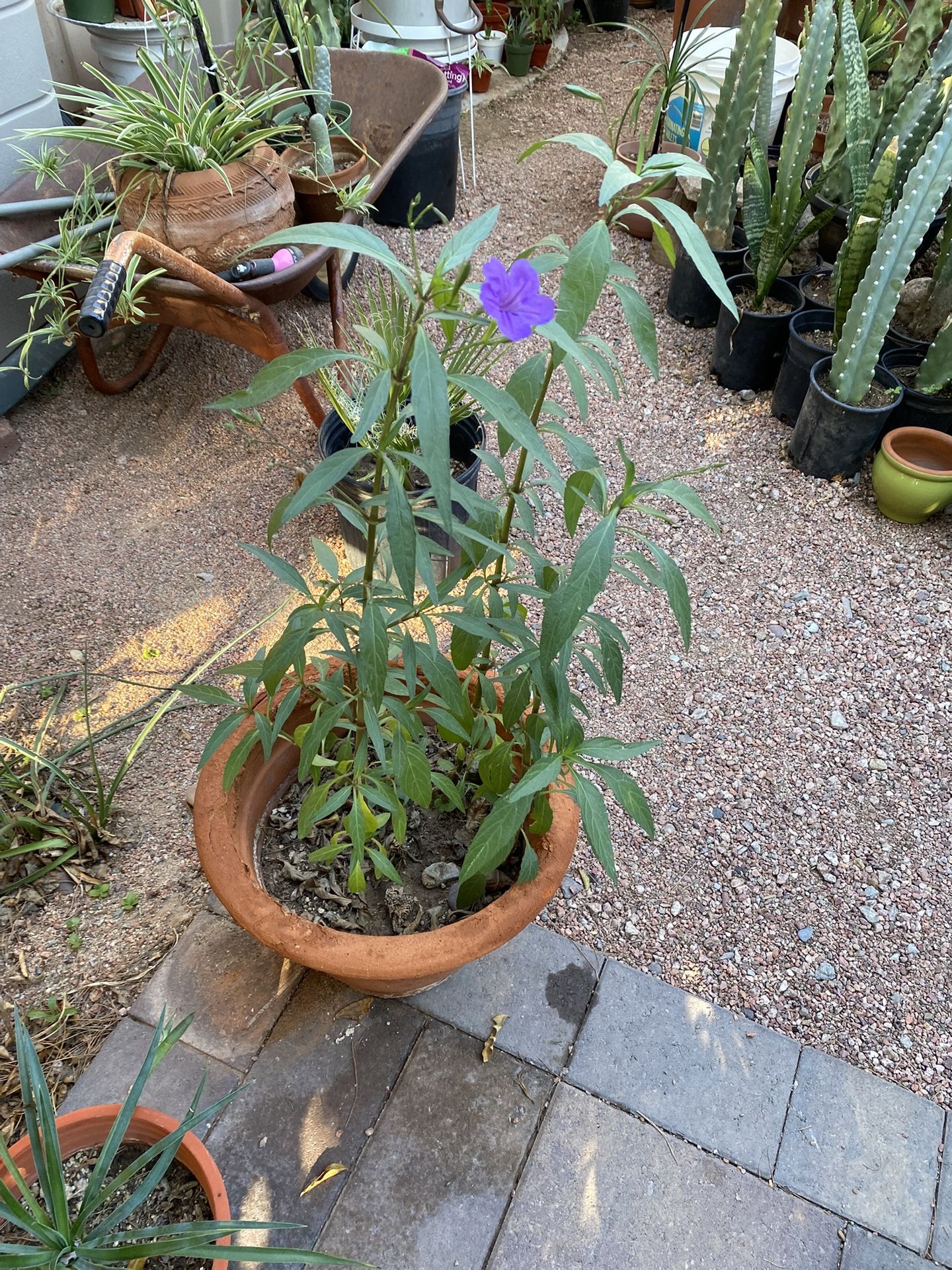 Mexican Petunia