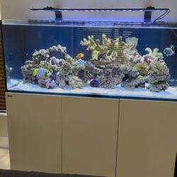 RedSea 625 XXL  White 