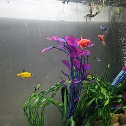 55 gallon fish tank