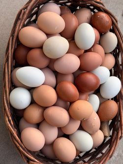 Fresh Eggs $5 Dozen