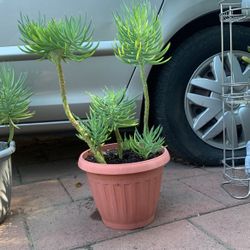 Rare Mermaid Tail 🧜‍♀️ + Succulent Bush In Large Pot 
