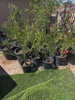 Desert plants - maguey