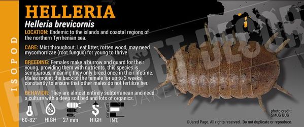 Helleria brevicornis Isopods.