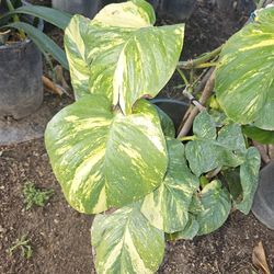 Hawaiian Pothos Plants