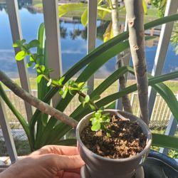 Jade Plant In Ceramic Planter
