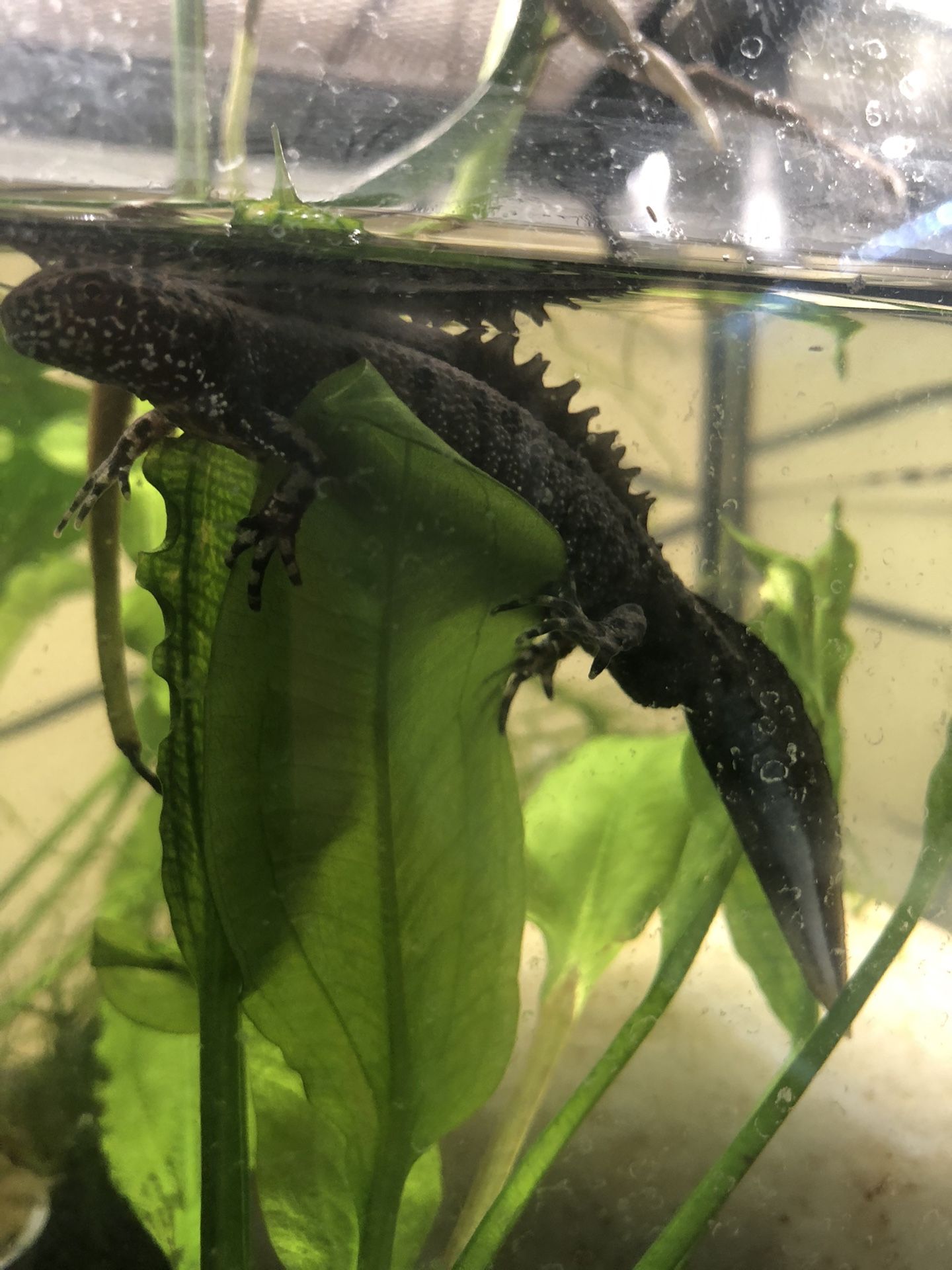 Crested Newt Aquarium Tank