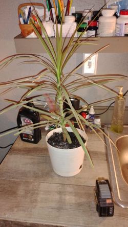 Dracaena Marginata Live Potted Plant in 6" self Watering white ribbed plastic pot.