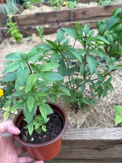 🌿 Purple Basil Plant in Pot | Live Herb Plant | Ready to Transplant