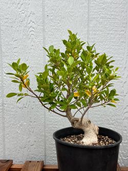 Tigerbark Ficus Bonsai Tree