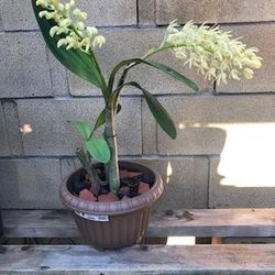 Dendrodium Orchids