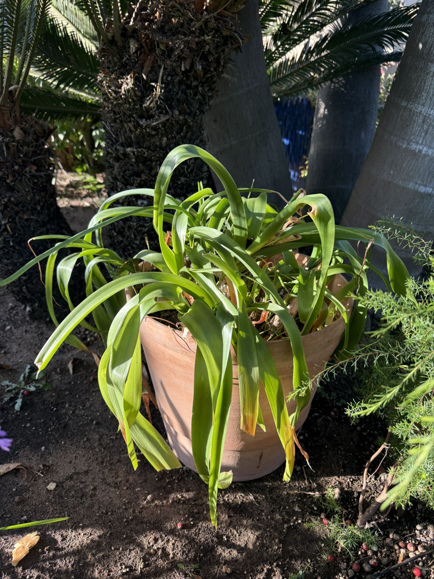 Pregnant Onion Plant