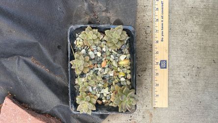 Small-batch, Home‑grown Graptopetalum paraguayense (Ghost Plant) Propagations